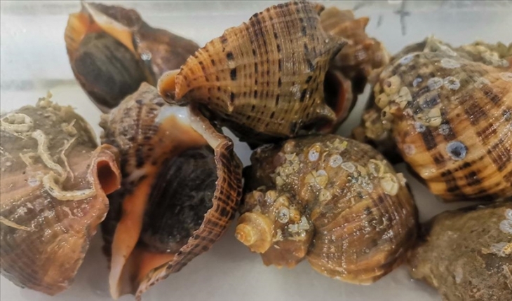 Deniz salyangozu ihracatı 7,1 milyon dolar kazandırdı