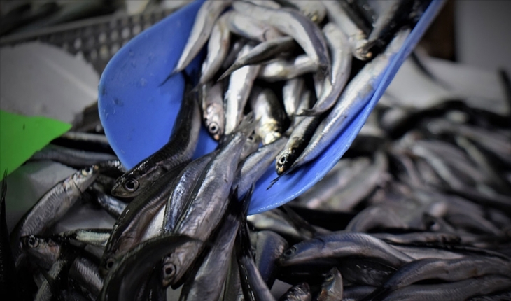 Türkiye'den 10,1 milyon dolarlık hamsi ihracatı