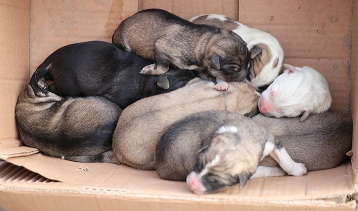 Çöp konteynerine atılan köpek yavrularını temizlik personeli kurtardı