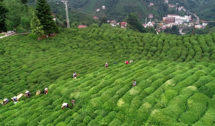 Çay ihracatı 11 ayda 20 milyon dolara dayandı