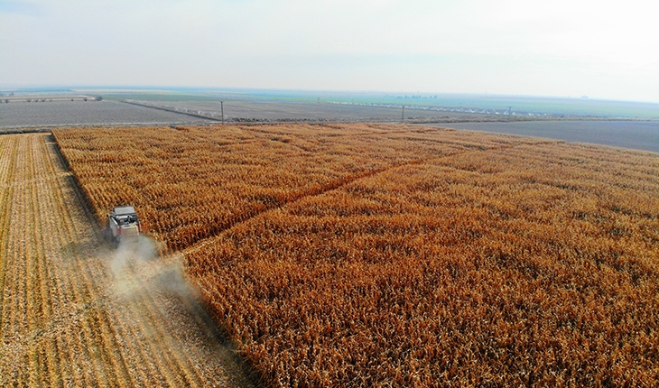 Türkiye’de mısır üretiminin yüzde 30’u Konya Ovası’ndan