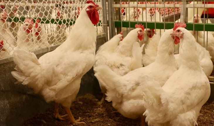 Tavuk eti üretimi ekimde yıllık bazda yüzde 2,3 arttı