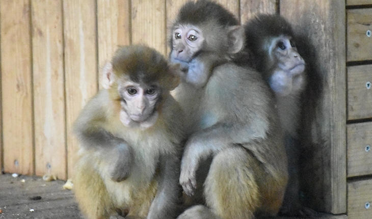Gümrükte el konulan maymun yavruları “Nene“nin koruması altında
