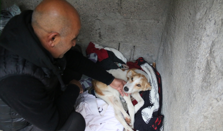 Tüfekle yaralanan Fıstık'a temizlik görevlisi sahip çıktı