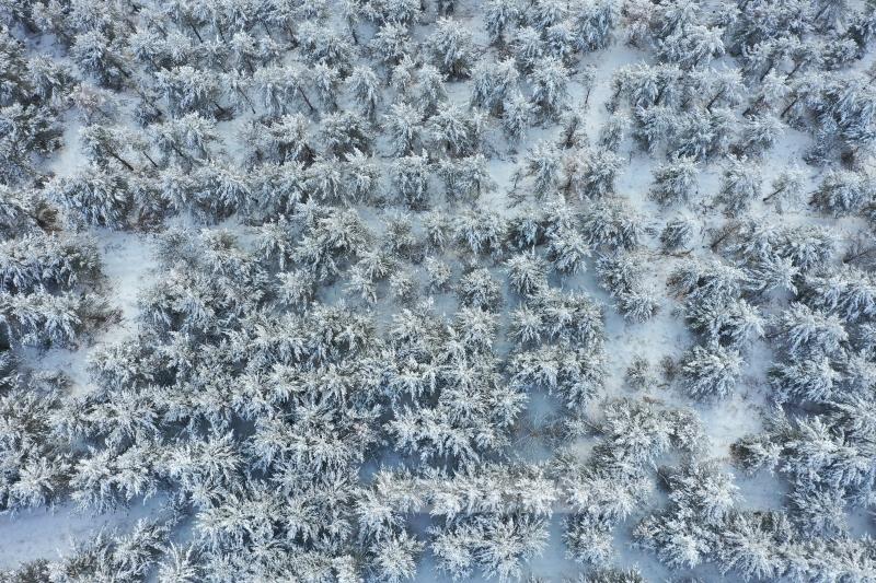 Karla kaplanan sarıçam ormanları dronla görüntülendi