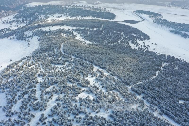 Karla kaplanan sarıçam ormanları dronla görüntülendi