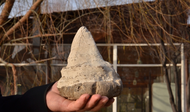 Köpekbalığının atası sayılan 20 milyon yıllık megalodon dişi bulundu