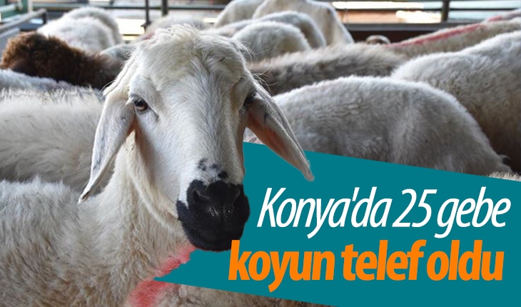 Konya'da 25 gebe koyun telef oldu! Kimyasal madde iddiası