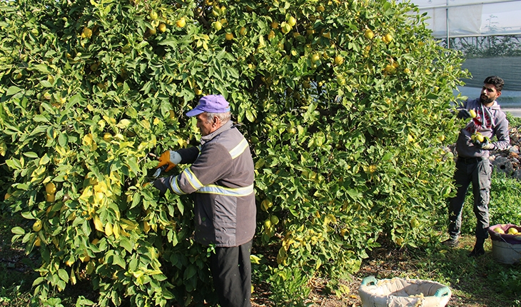 Tescilli Lamas limonunda hasat başladı 