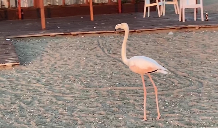 Sürüden ayrılan flamingo sahile indi 