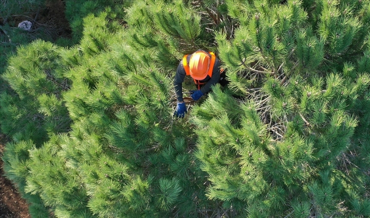 ​Orman Genel Müdürlüğüne 224 daimi işçi alınacak