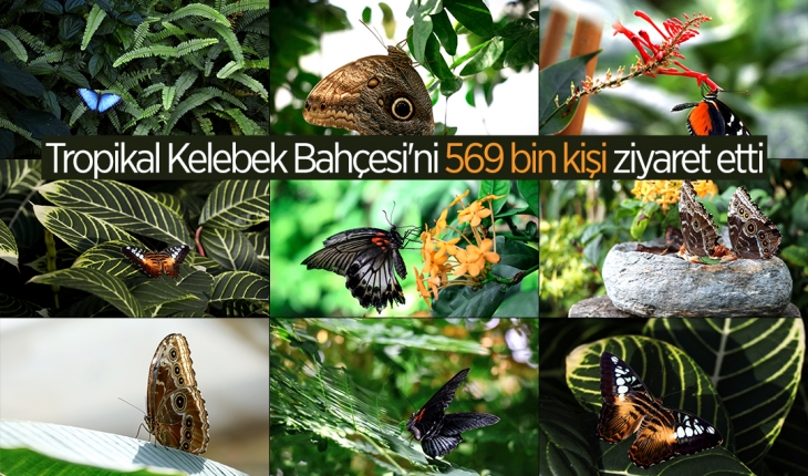 Konya Tropikal Kelebek Bahçesi'ni 569 bin 388 kişi ziyaret etti