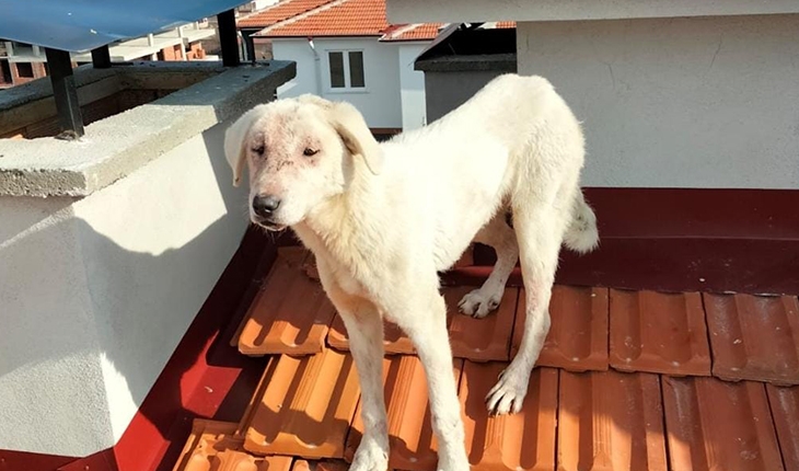 Kulu'da çatıda mahsur kalan köpek kurtarıldı