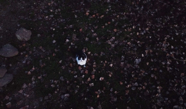 Kedilerin 'drone' sınavı 