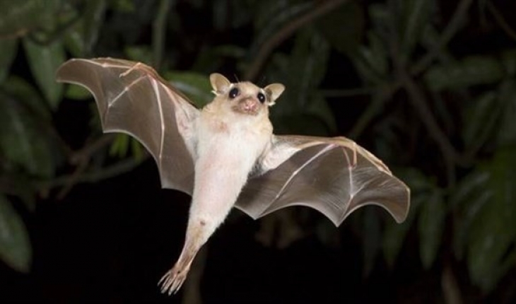 Yarasa tarafından ısırılan çocuk hayatını kaybetti