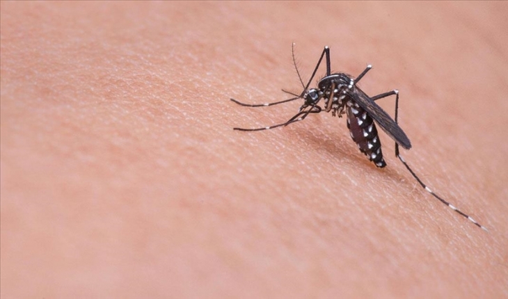 "Süper" sivrisinekler keşfedildi