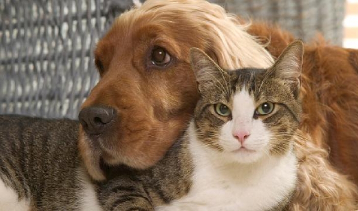 Hayvanların tedavi ve aşılama süreçlerine elektronik güvence