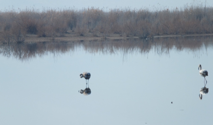Beyşehir Gölü'nde kış ortası su kuşu sayımı tamamlandı