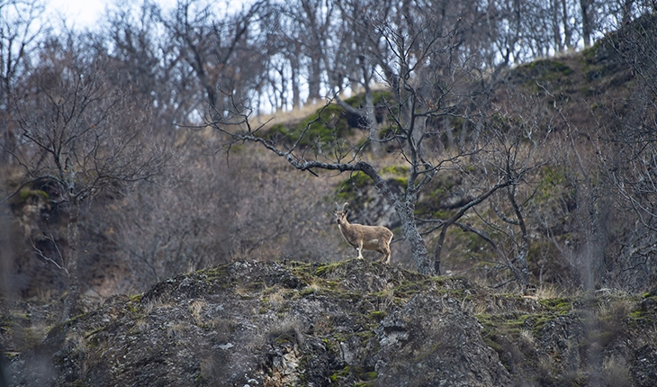 Yaban keçileri ormanda beslenirken görüntülendi