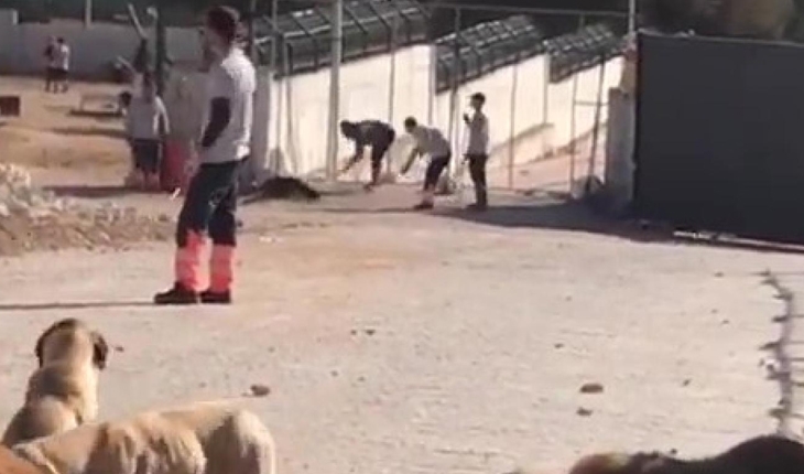 Konya'da barınakta köpeği öldüren sanıklara verilen cezaya savcılıktan itiraz