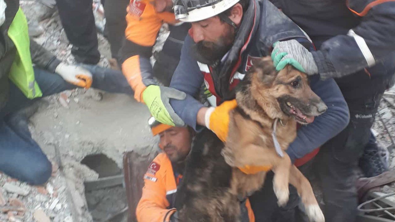 Enkazdan 124 saat sonra köpek ve 2 yavrusu kurtarıldı