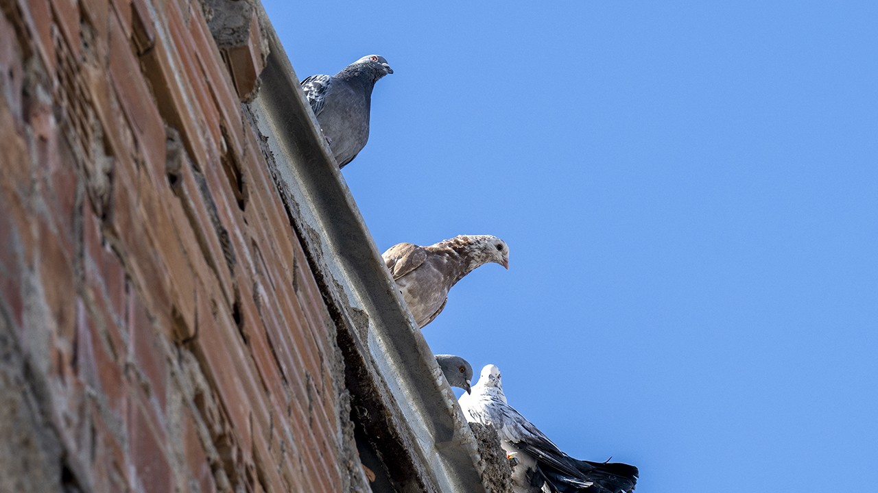 Yıkılan binanın enkazında kalan 5 kişilik aile güvercinleriyle kurtarıldı