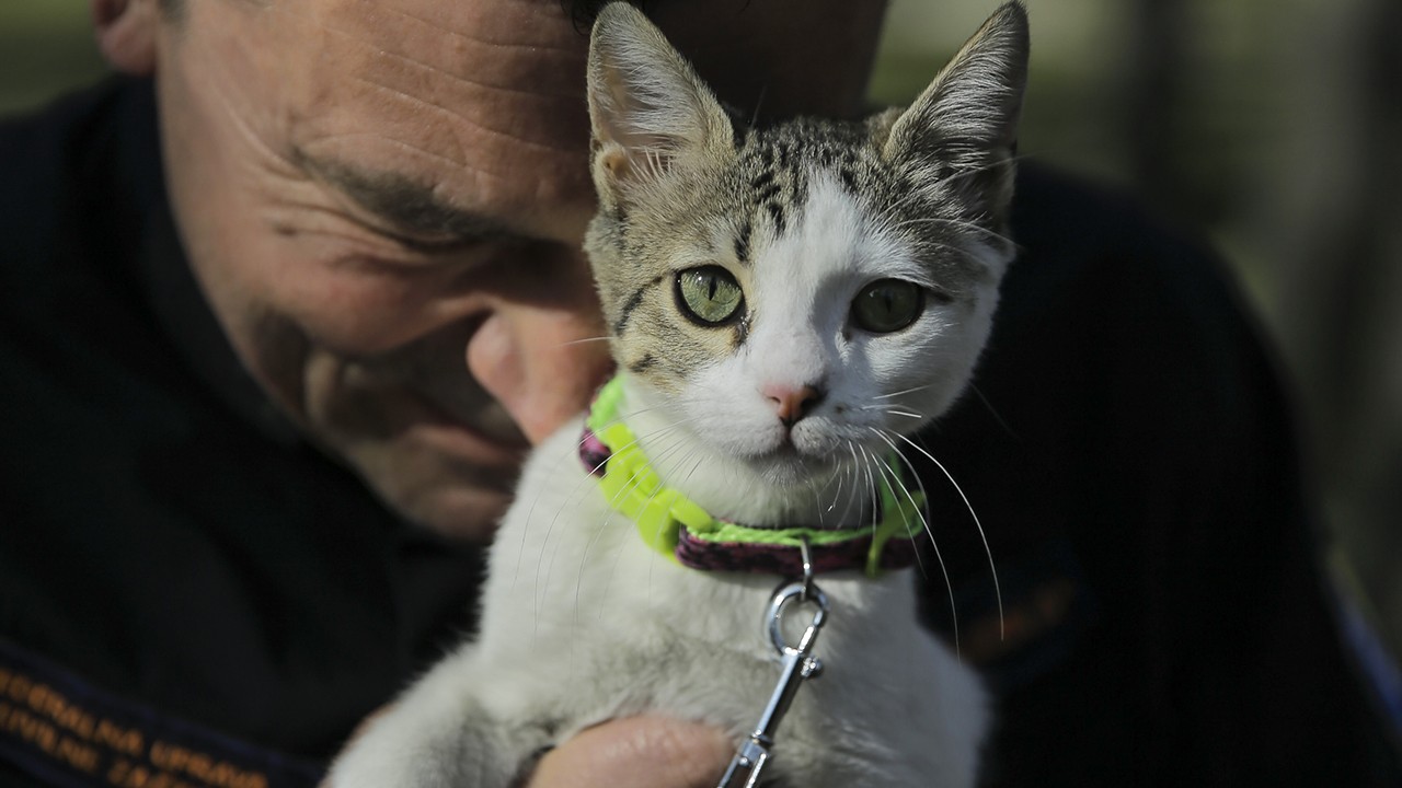 Bosna Hersekli Spahovic, Hatay’dan sahiplendiği kediye kurtarılan “Aleyna“nın ismini verdi