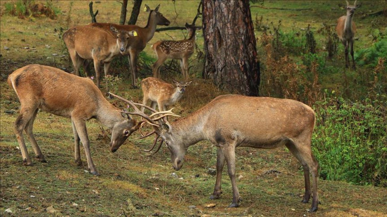 ​Tarım ve Orman Bakanlığı, 11 bin 377 yaban hayvanı doğal ortamına bıraktı