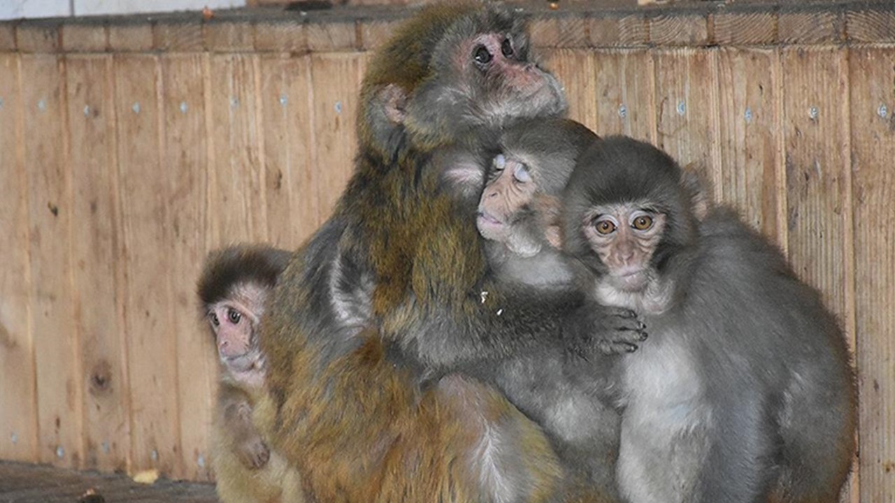 Yurda kaçak olarak sokulmaya çalışılan maymun yavrularına el konuldu