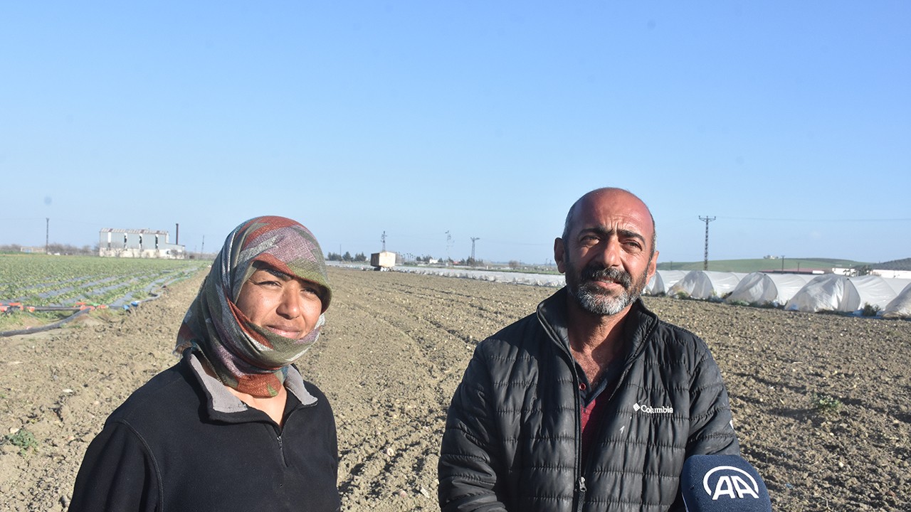 Hatay'da depremzede çiftçinin ürünü tarlada kalmaktan kurtuldu