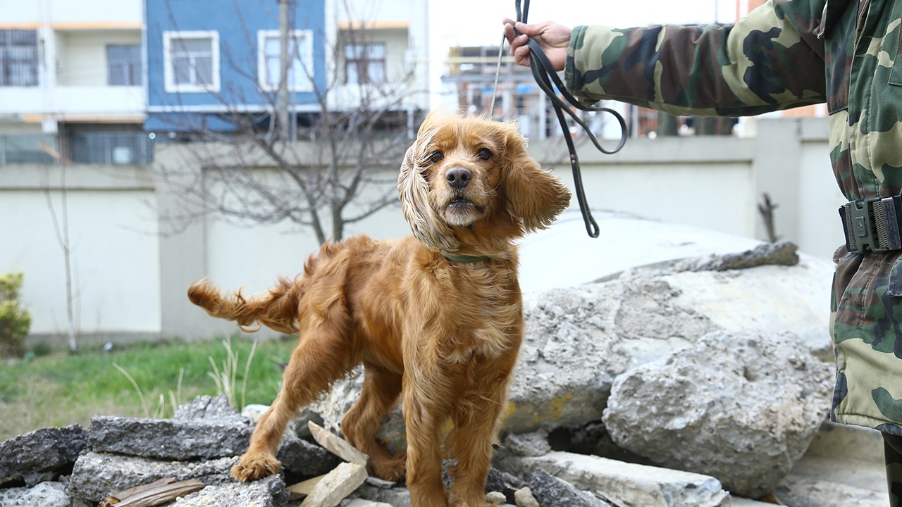 Azerbaycan'dan gelen arama kurtarma köpeği Juna, 3 kişiyi kurtardı