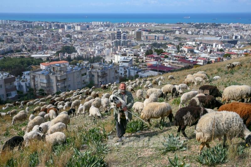 Depremin etkilediği İskenderun’da besiciler işlerinin başında