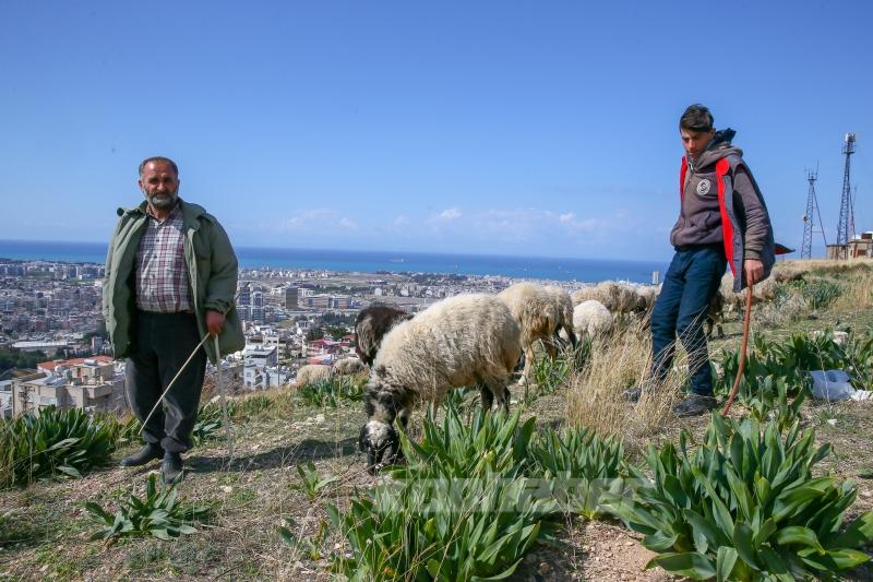 Depremin etkilediği İskenderun’da besiciler işlerinin başında