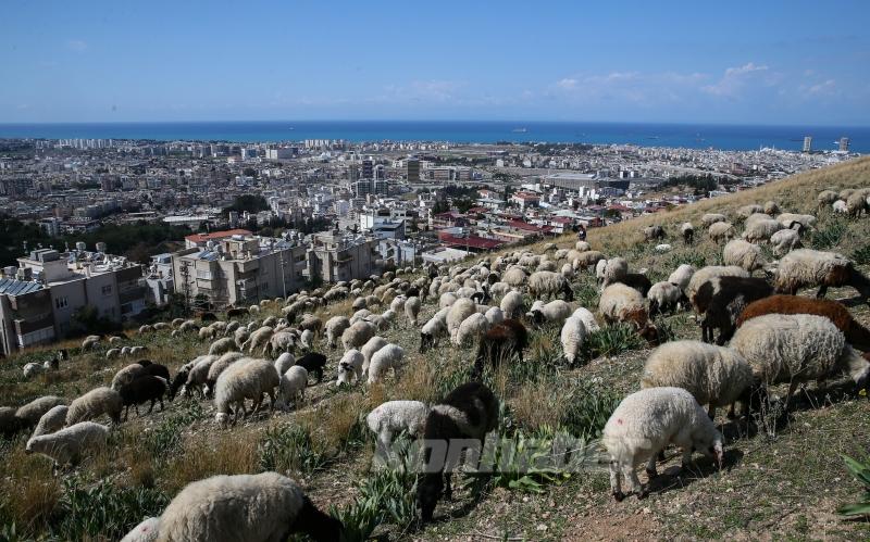 Depremin etkilediği İskenderun’da besiciler işlerinin başında