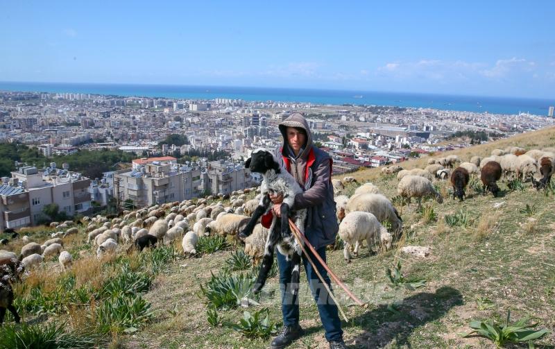 Depremin etkilediği İskenderun’da besiciler işlerinin başında