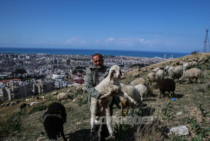 Depremin etkilediği İskenderun’da besiciler işlerinin başında