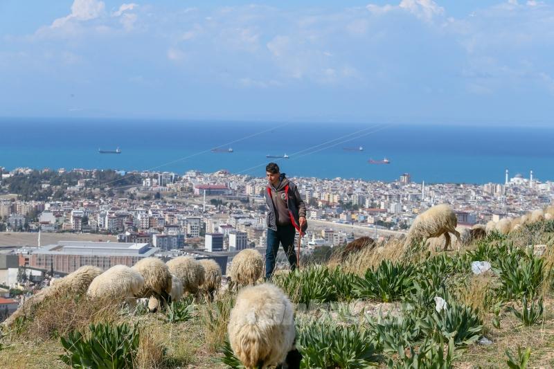 Depremin etkilediği İskenderun’da besiciler işlerinin başında