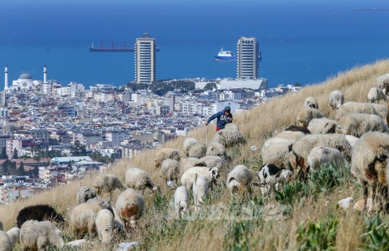 Depremin etkilediği İskenderun’da besiciler işlerinin başında
