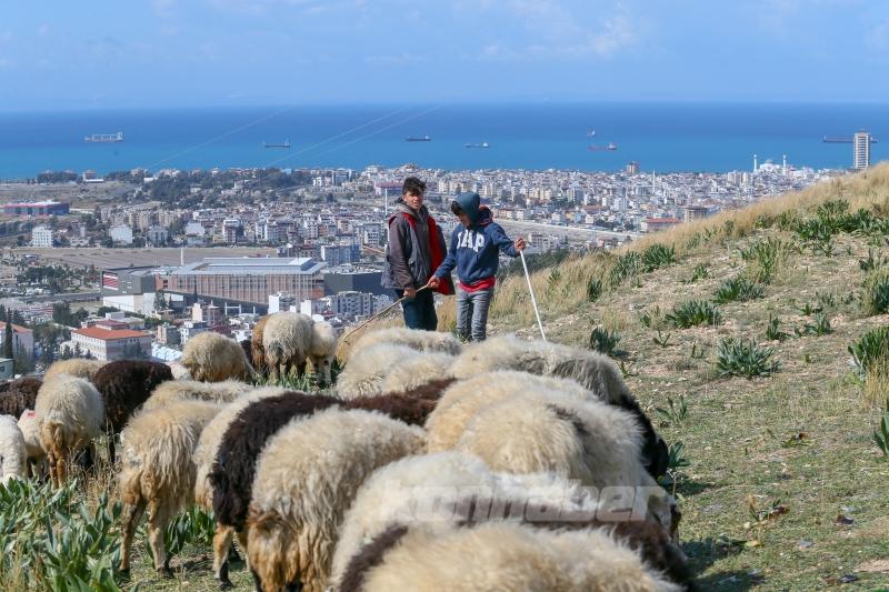 Depremin etkilediği İskenderun’da besiciler işlerinin başında