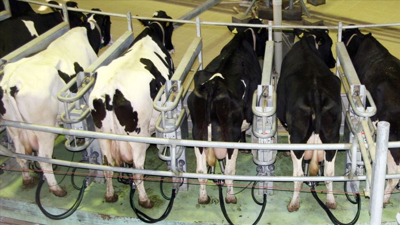İnek sütü miktarı  yüzde 4,4 artarak 873 bin 974 ton oldu