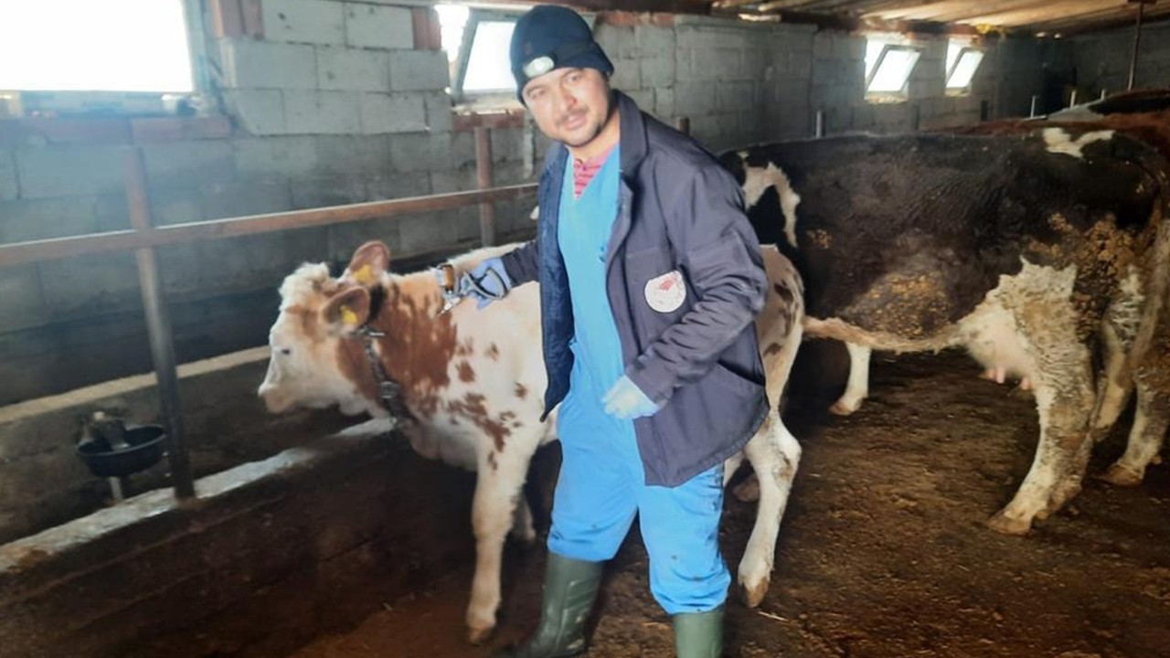 Beyşehir'de şap aşısı seferberliği