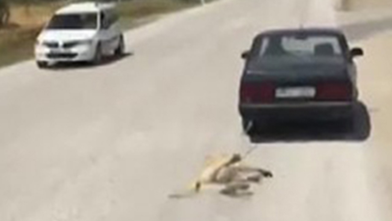 Köpeği otomobile bağlayarak koşturan kişi için suç duyurusu  