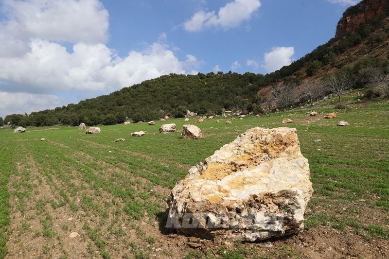 Kahramanmaraş’ta buğday tarlalarına yuvarlanan kayalar depremlerin etkisini gösteriyor