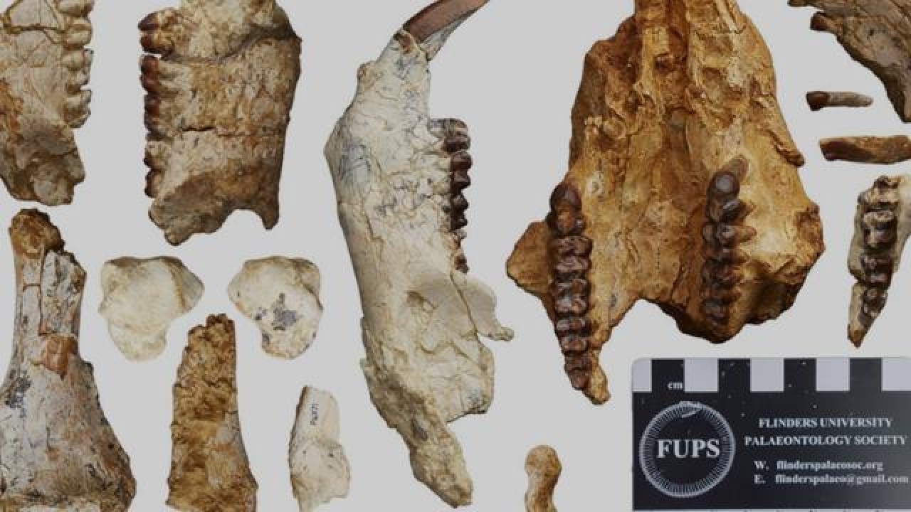 Avustralya'da 25 milyon yıl önce yaşamış yeni bir tür keşfedildi