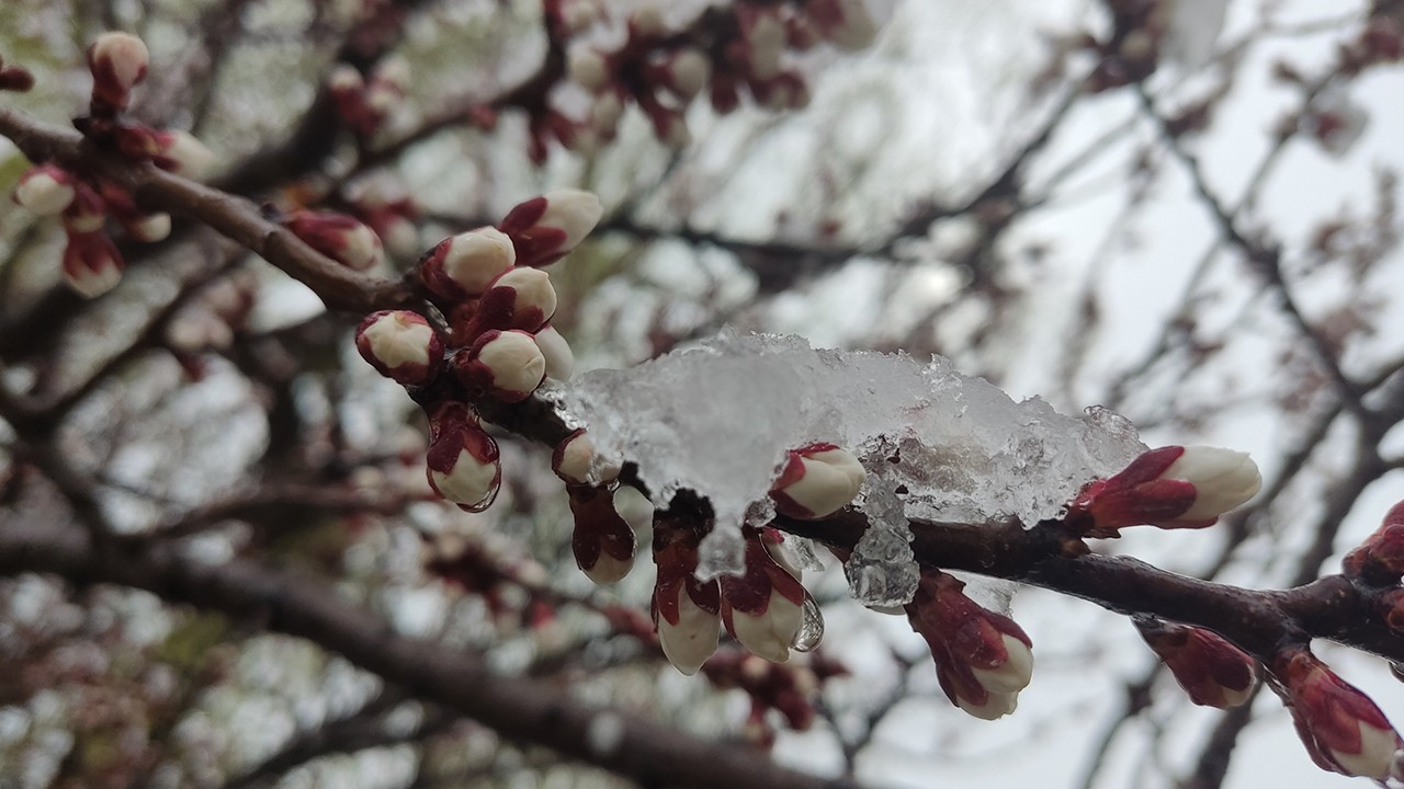 Konya'da çiçek açan badem ağaçları kar altında kaldı