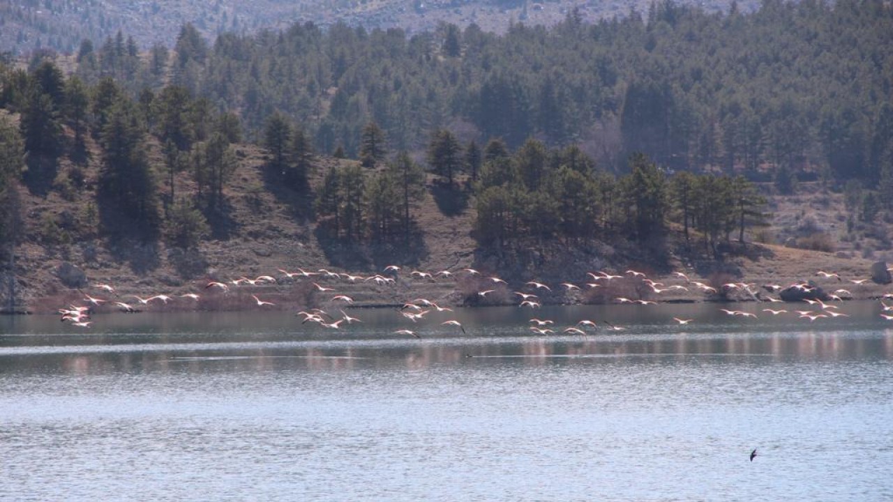 İvriz Barajını flamingolar ziyaret etti