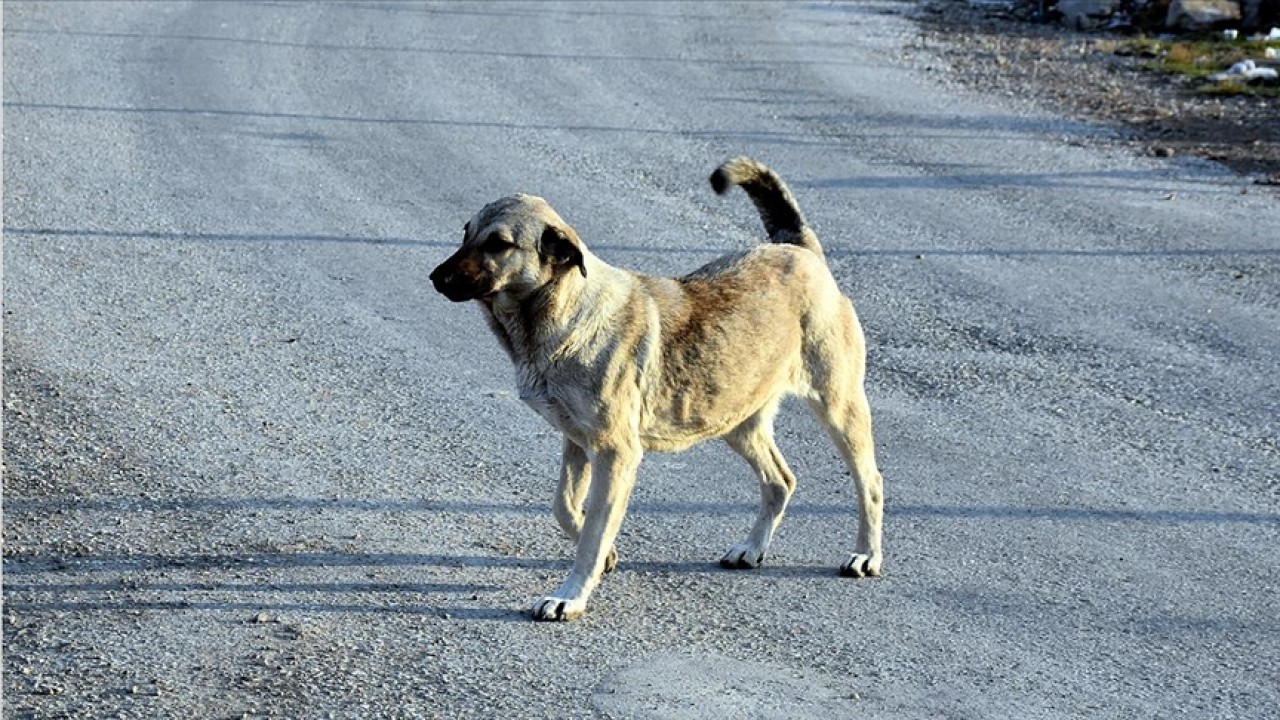 Köpeklere kötü muamele iddiası! Beyşehir Belediyesi'nden açıklama geldi