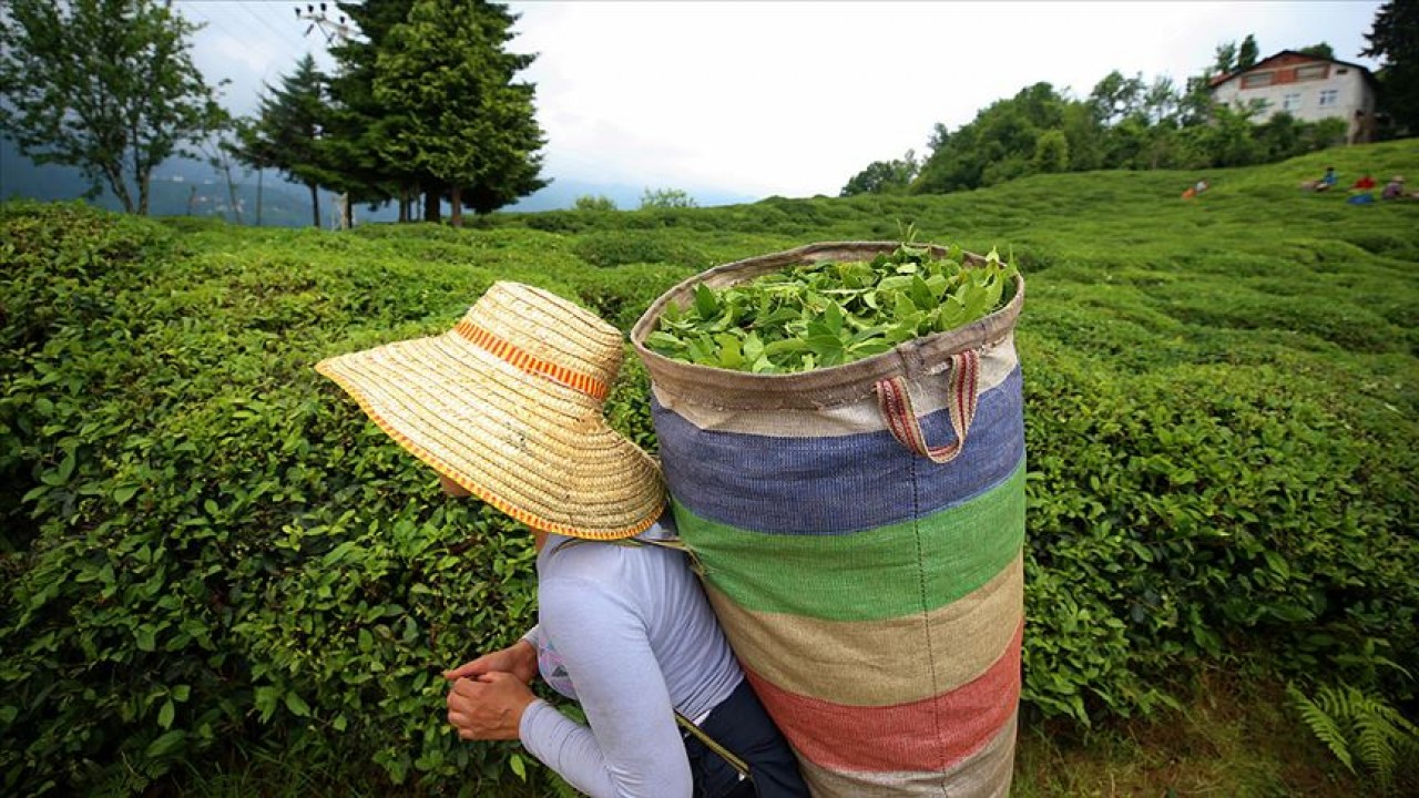 Yaş çay fark ödemeleri satılan çay miktarına göre hesaplanacak