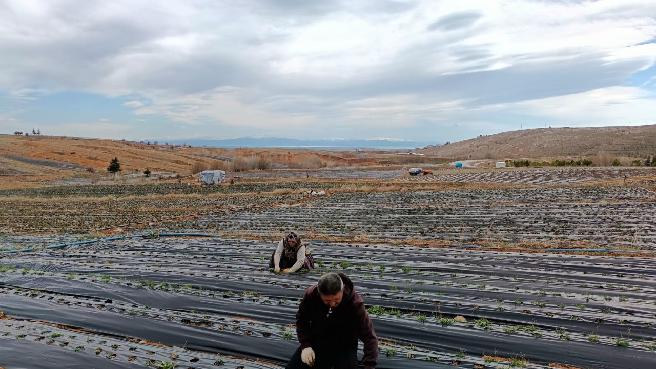 Konya'nın coğrafi işaretli ürününe kameralı takip
