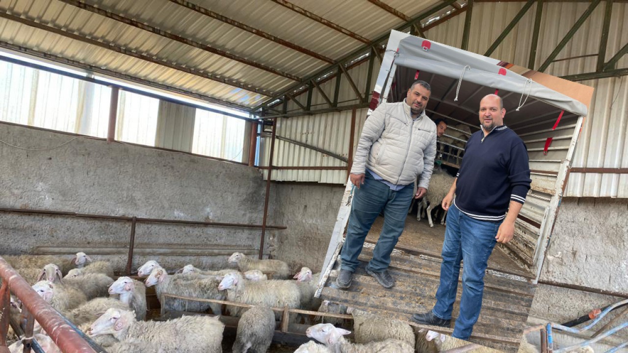 Konya'da küçükbaş hırsızlığı: 60 adet koyun çalındı